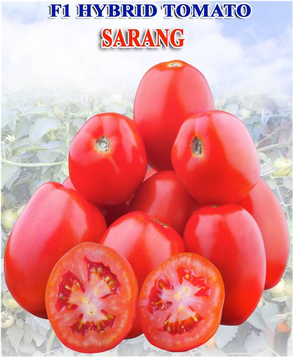 Hybrid Tomato ( Sarang)